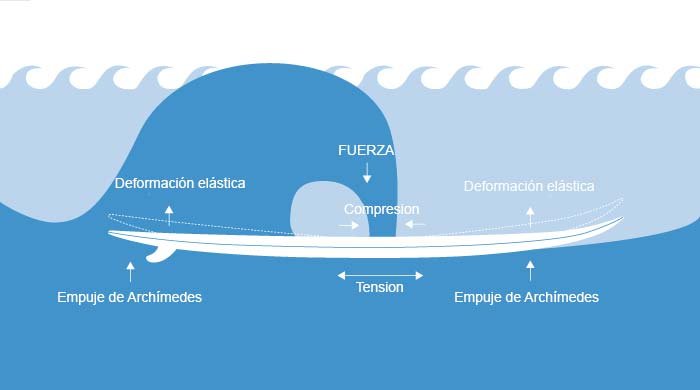 ▷ Partes de una tabla de surf: distínguelas